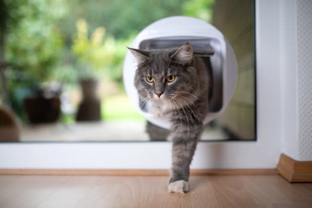 Cat Flap Fitting (Pet Door Installation)